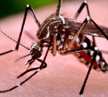 Seremi de Salud lanza primer alerta del año por hallazgo de huevos Aedes Aegypti en Arica