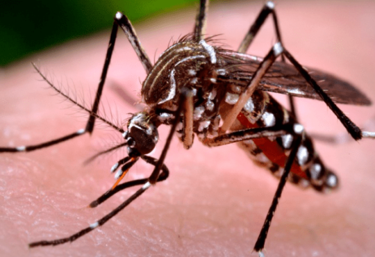 Seremi de Salud lanza primer alerta del año por hallazgo de huevos Aedes Aegypti en Arica