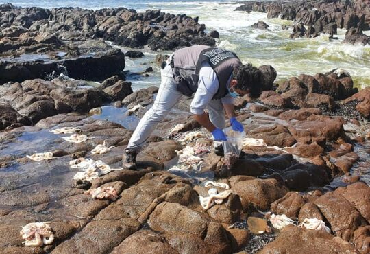 Investigan muerte masiva de especies costeras como pulpo y piure en sector El Planchón