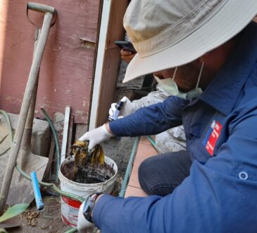 Sectores Cabo Aroca y Balmaceda con 17 focos del zancudo Aedes del dengue