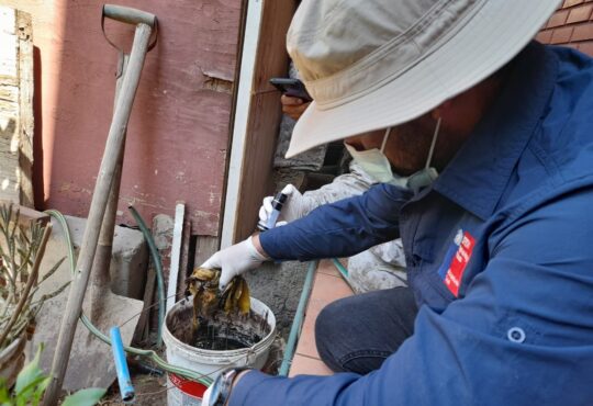 Sectores Cabo Aroca y Balmaceda con 17 focos del zancudo Aedes del dengue
