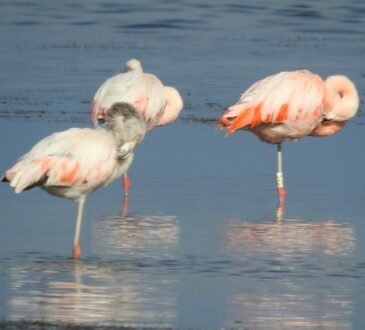 Flamencos anillados en Chile se van a Perú