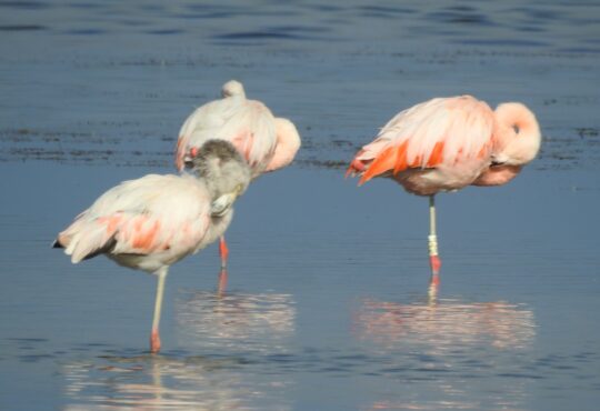 Flamencos anillados en Chile se van a Perú