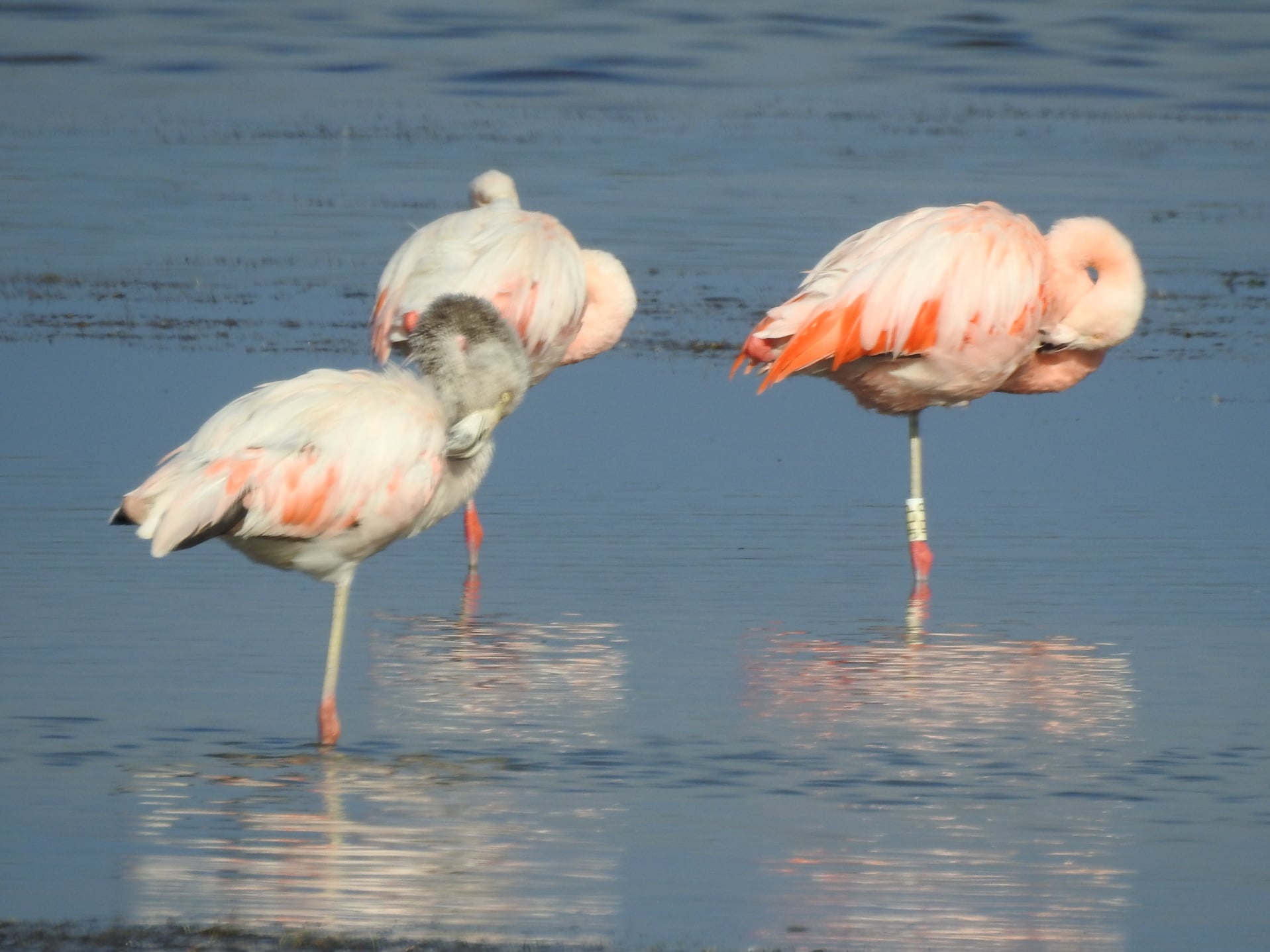Flamencos anillados en Chile se van a Perú