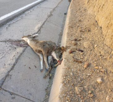 Atropellaron a una taruca y le cortaron sus cuernos en plena carretera