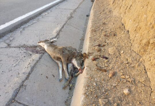 Atropellaron a una taruca y le cortaron sus cuernos en plena carretera