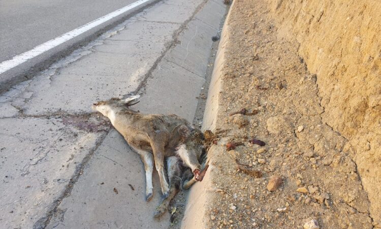 Atropellaron a una taruca y le cortaron sus cuernos en plena carretera