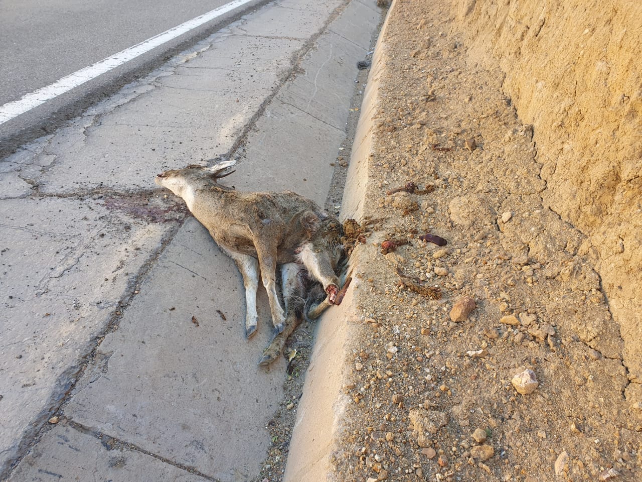 Atropellaron a una taruca y le cortaron sus cuernos en plena carretera