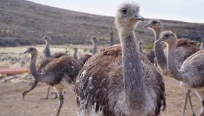 Detectives detuvieron a una mujer que mantenía a un Suri en un corral