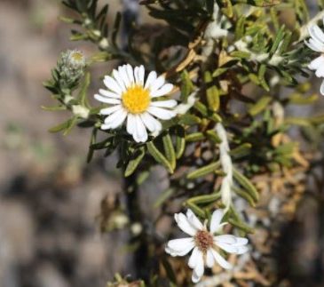 Vivero de Putre lleva 8 años intentando salvar especie sagrada del pueblo aymara