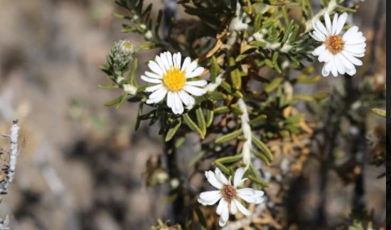 Vivero de Putre lleva 8 años intentando salvar especie sagrada del pueblo aymara