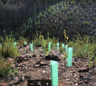 Un árbol nativo es el mejor regalo en el Día del Amor