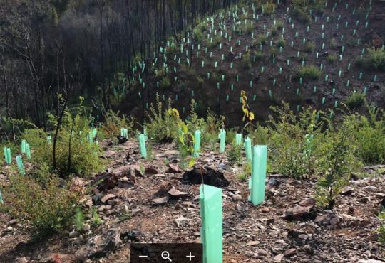 Un árbol nativo es el mejor regalo en el Día del Amor
