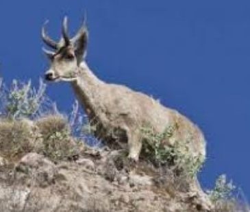 CONAF contó los ciervos andinos (Tarucas) y ya no hay extinción