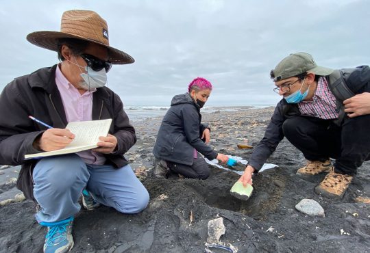 Investigadores de la UTA analizan uso del manganeso en la Cultura Chinchorro