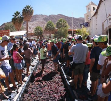 Después de dos años al fin la Vendimia en Codpa
