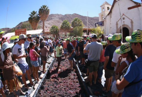Después de dos años al fin la Vendimia en Codpa