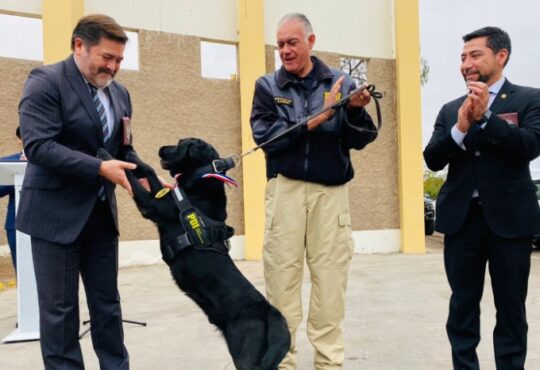 Una tonelada y  media de drogas detectó Hancock el perro que pasó a retiro