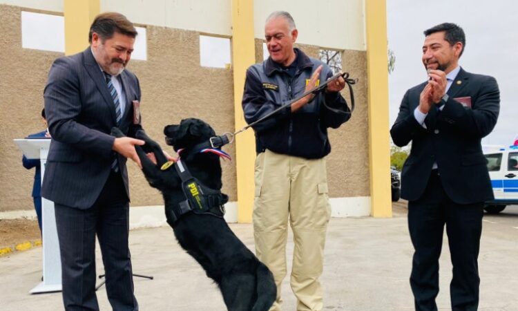 Una tonelada y media de drogas detectó Hancock el perro que pasó a retiro