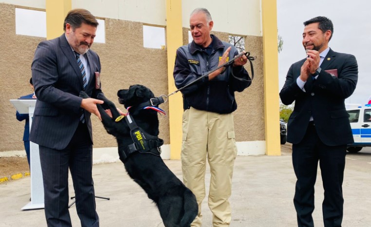 Una tonelada y  media de drogas detectó Hancock el perro que pasó a retiro