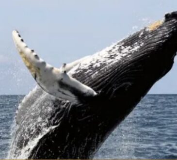 Sernapesca: Ballena austral y su cría son visitantes ilustres de Arica