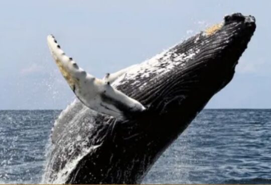 Sernapesca: Ballena austral y su cría son visitantes ilustres de Arica