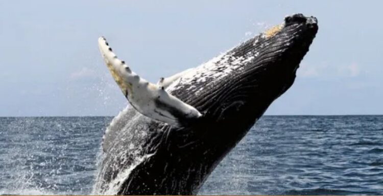 Sernapesca: Ballena austral y su cría son visitantes ilustres de Arica