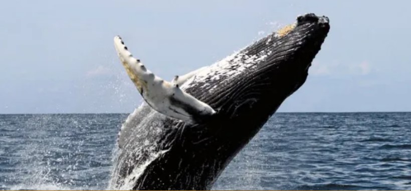 Sernapesca: Ballena austral y su cría son visitantes ilustres de Arica