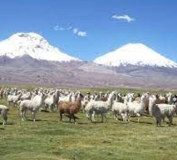 Consejero regional andino advirtió escaso apoyo universitario a la ganadería camélida