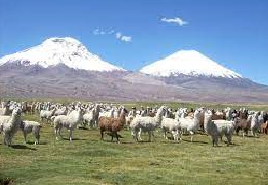 Consejero regional andino advirtió escaso apoyo universitario a la ganadería camélida