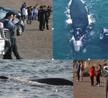 Verdadera peregrinación para ver a las ballenas en sector La Capilla