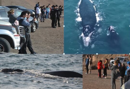 Verdadera peregrinación para ver a las ballenas en sector La Capilla