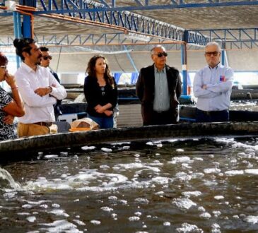 Buscan consecuencia en comuna de Camarones con moderno criadero
