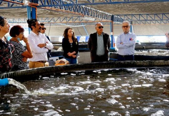 Buscan consecuencia en comuna de Camarones con moderno criadero