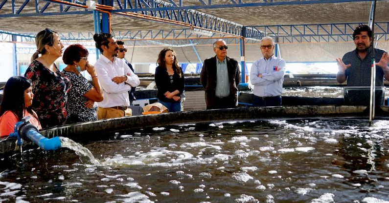 Buscan consecuencia en comuna de Camarones con moderno criadero