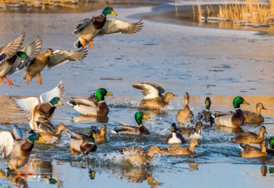 Ave silvestre trajo primer caso de influenza aviar H5N1