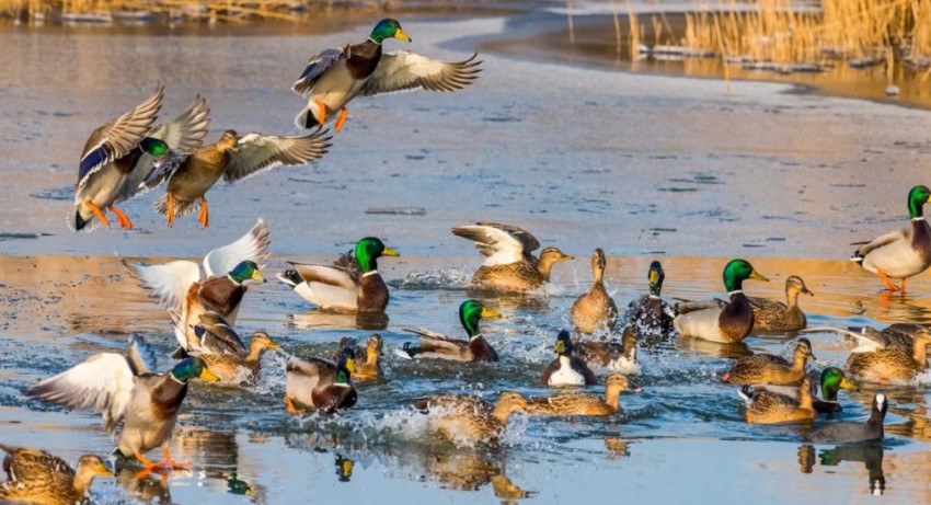Ave silvestre trajo primer caso de influenza aviar H5N1