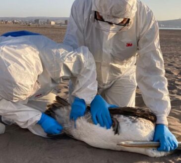 Criaderos de la región en estado de alerta por virus aviar