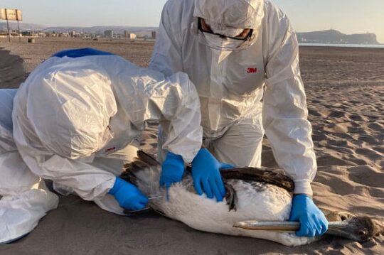 Criaderos de la región en estado de alerta por virus aviar