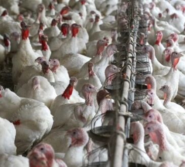 Virus de la fiebre aviar amenaza a Arica