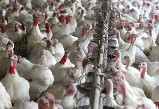 Virus de la fiebre aviar amenaza a Arica