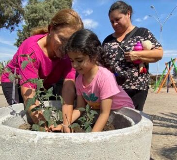 Casi 9 mil plantas entregó CONAF a las áreas verdes de Arica y Parinacota
