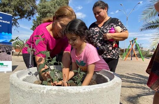 Casi 9 mil plantas entregó CONAF a las áreas verdes de Arica y Parinacota