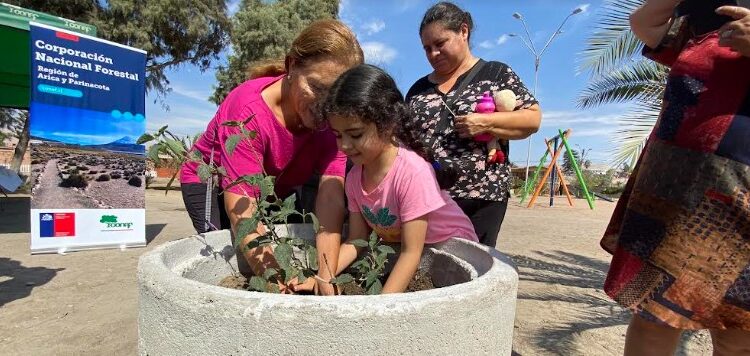 Casi 9 mil plantas entregó CONAF a las áreas verdes de Arica y Parinacota