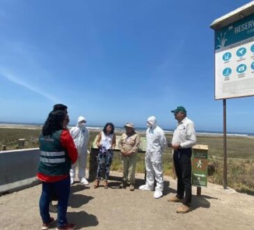 Más de 150 denuncias por propagación de la fiebre Aviar en las costas de Arica  