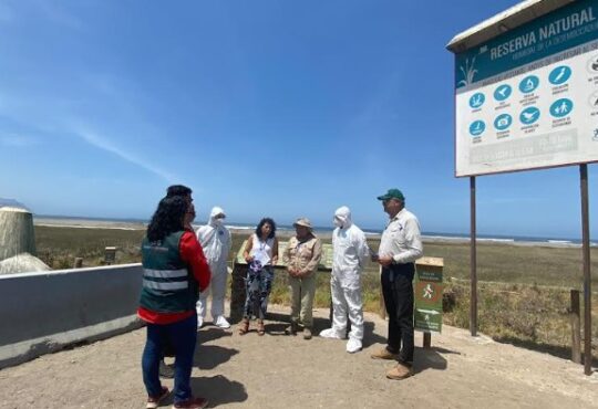 Más de 150 denuncias por propagación de la fiebre Aviar en las costas de Arica  