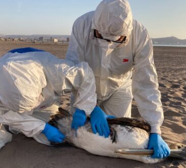 SAG advierte: No tocar no trasladar aves muertas en el litoral