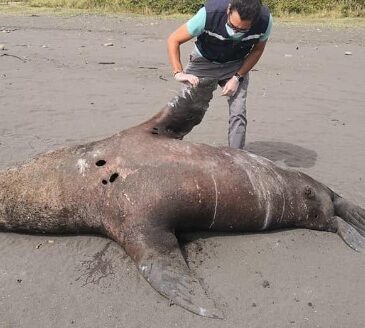 Alarmante mortandad de lobos marinos en el litoral ariqueño