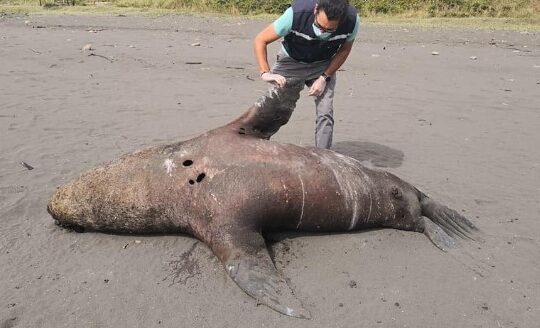 Alarmante mortandad de lobos marinos en el litoral ariqueño