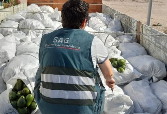 SAG liquidó negocio del siglo: Interceptó 16 mil kilos de paltas del Perú